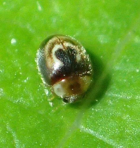 Clitostethus arcuatus